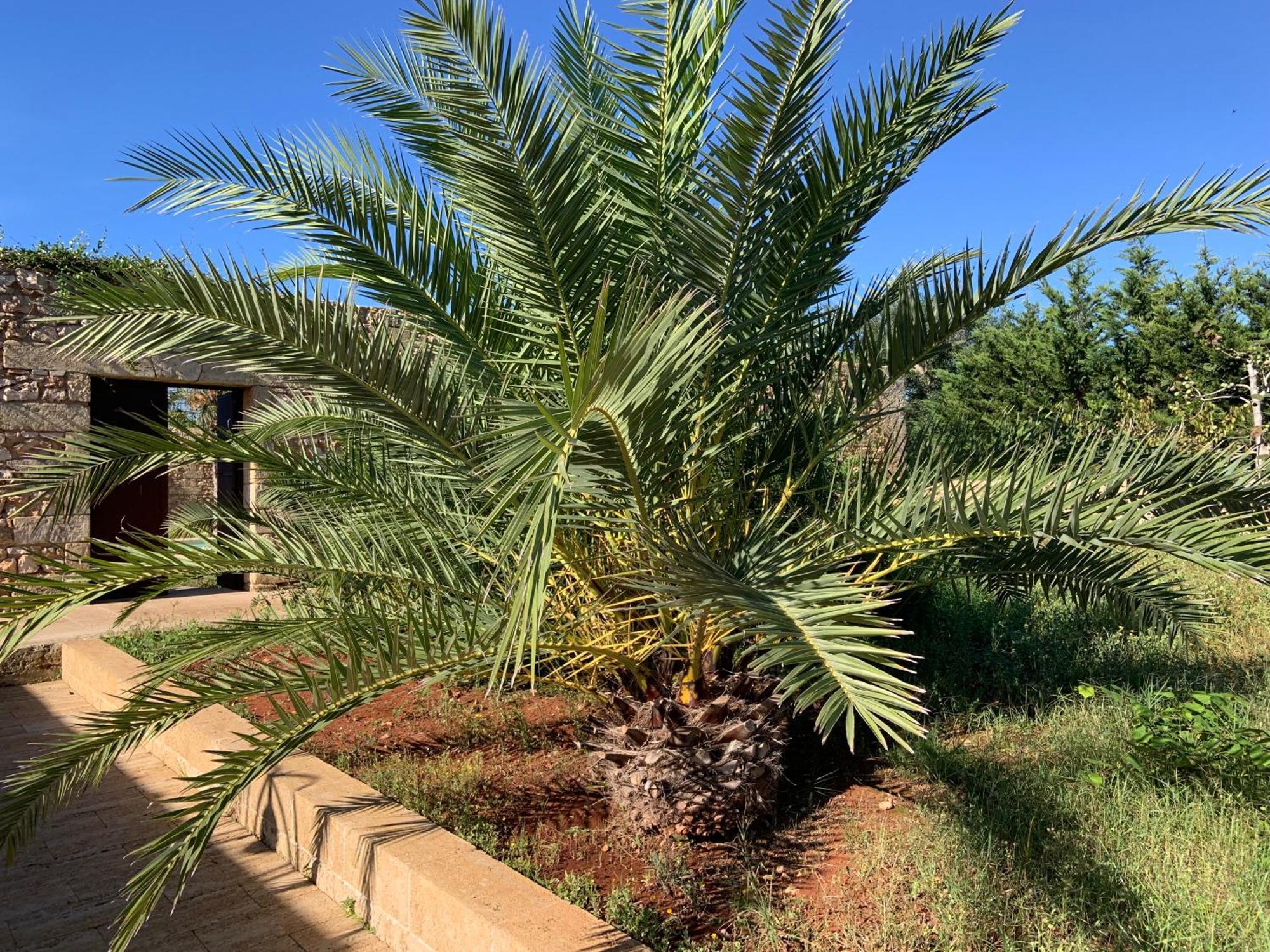 מרינה די פסקולוזה Relais Masseria Sant'Antonio מראה חיצוני תמונה